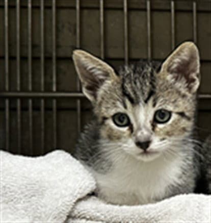 Unknown - Domestic Short Hair