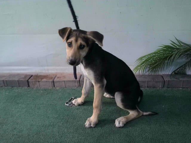 Unknown - German Shepherd Dog