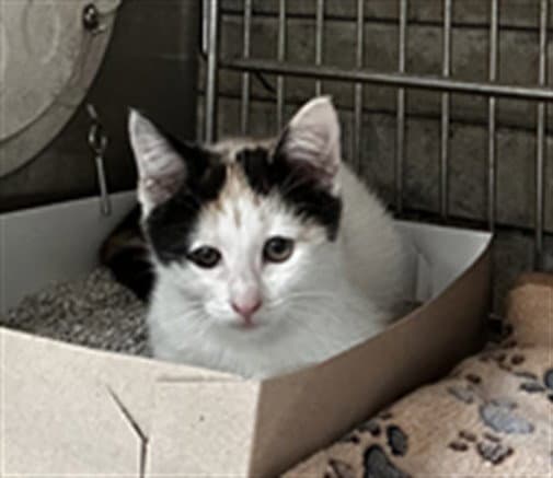 Xena - Domestic Short Hair