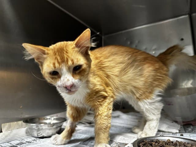 Umber - Domestic Short Hair