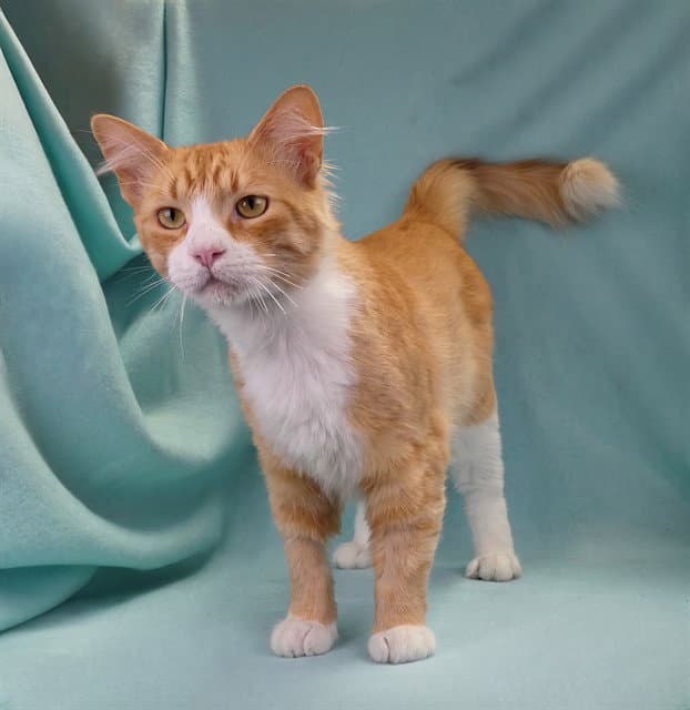 Umber - Domestic Short Hair