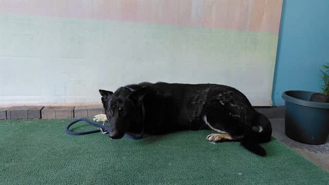 Jerry - German Shepherd Dog