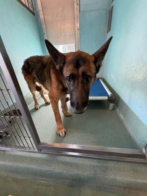 Mia - German Shepherd Dog