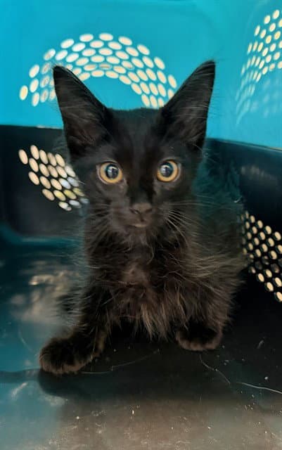 Eclipse - Domestic Short Hair