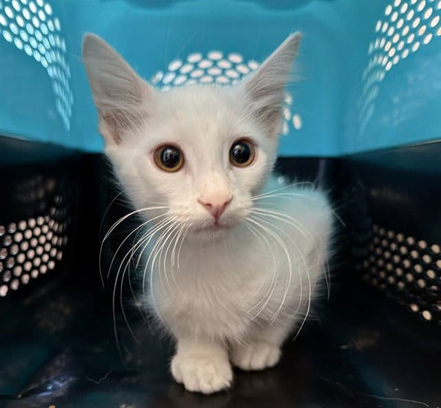 Ghost - Domestic Short Hair