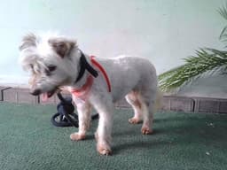 Mable image 1
