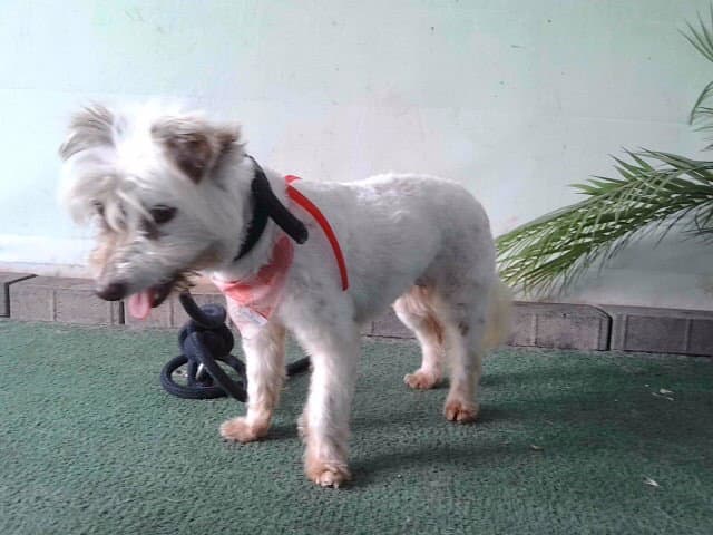 Mable - Terrier