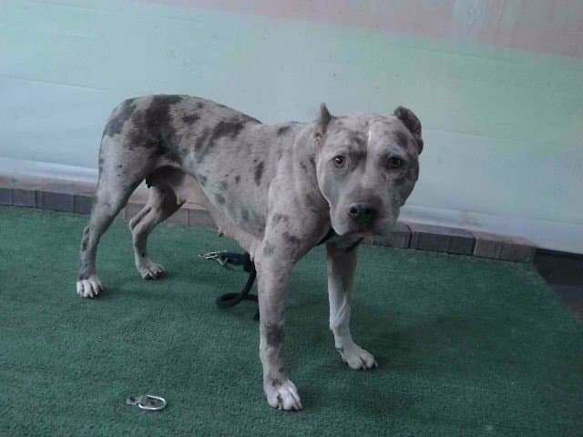 Harley - American Pit Bull Terrier