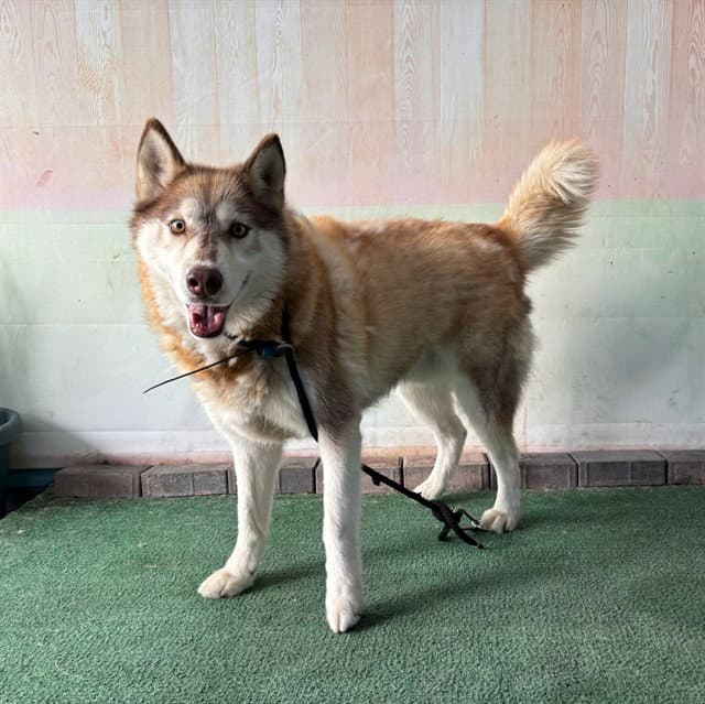 Brownie - Siberian Husky