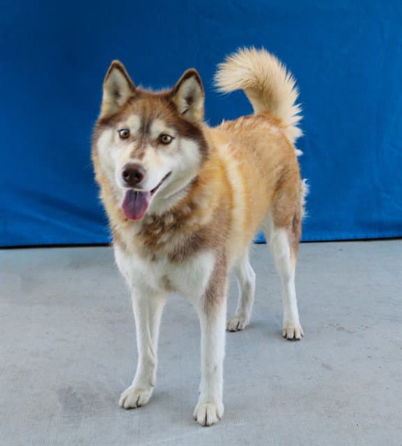 Brownie - Siberian Husky