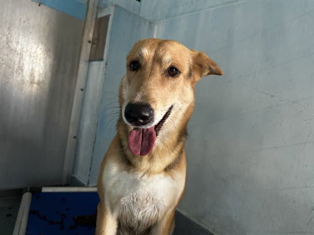 Zion - German Shepherd Dog
