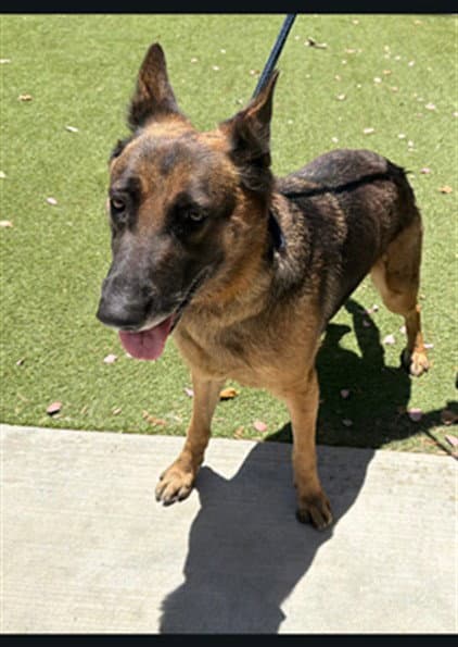 Lady - German Shepherd Dog