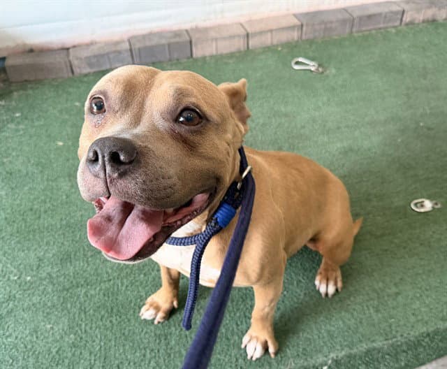 Hazel - Pit Bull Terrier