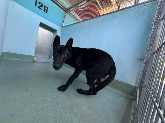 Milo - German Shepherd Dog