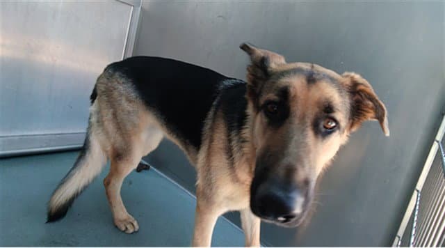 Hannah - German Shepherd Dog