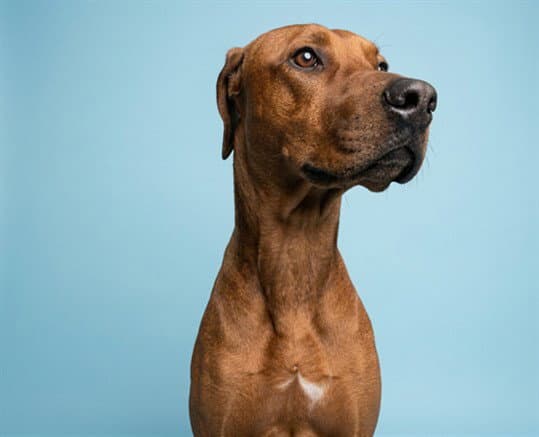 Mack - Pit Bull Terrier