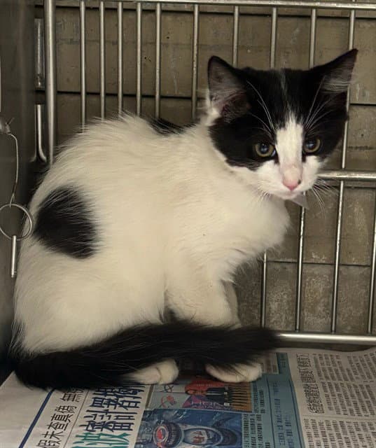 Unknown - Domestic Short Hair