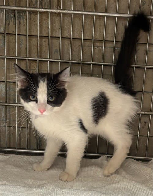 Unknown - Domestic Short Hair