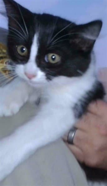 Unknown - Domestic Short Hair