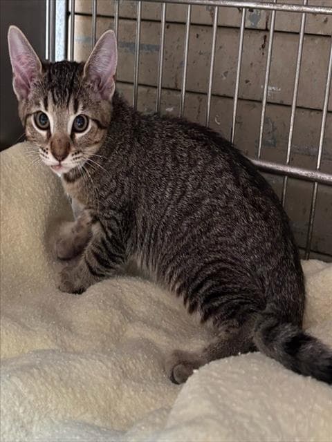 Unknown - Domestic Short Hair