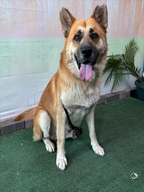 Principe - German Shepherd Dog
