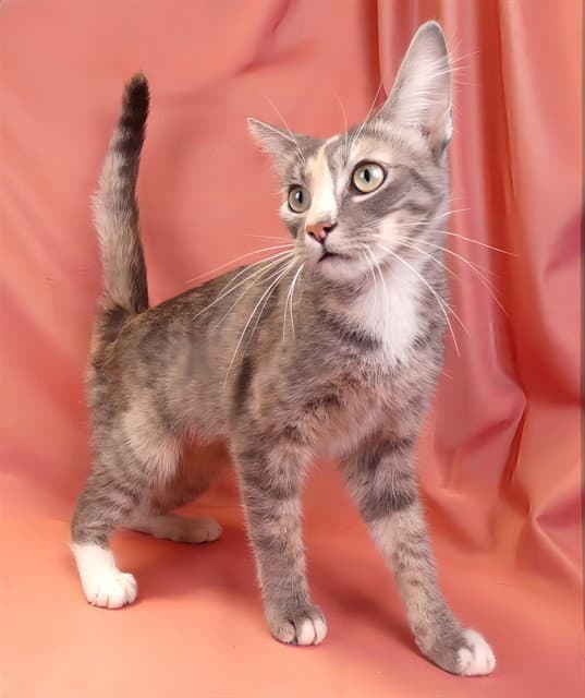 Sarabi - Domestic Short Hair