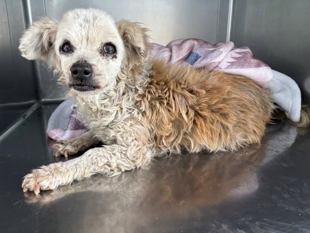 Charlotte - Poodle (Miniature)