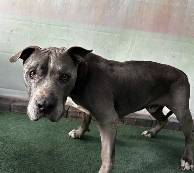 Zeus - Pit Bull Terrier