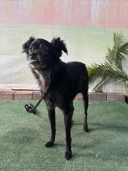 Sallie image 1