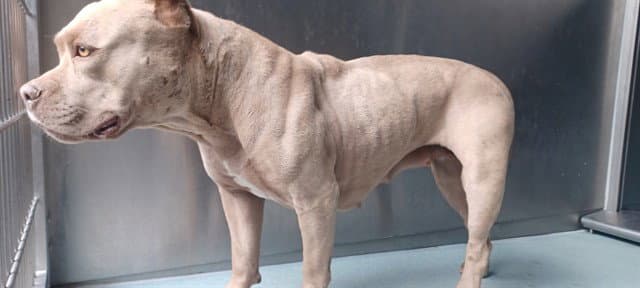 Luna - Pit Bull Terrier