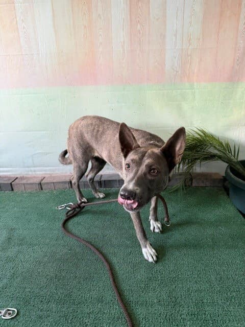 Lai Lai - Pit Bull Terrier