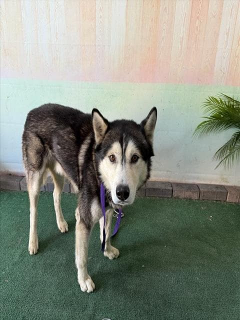 Turner - Siberian Husky