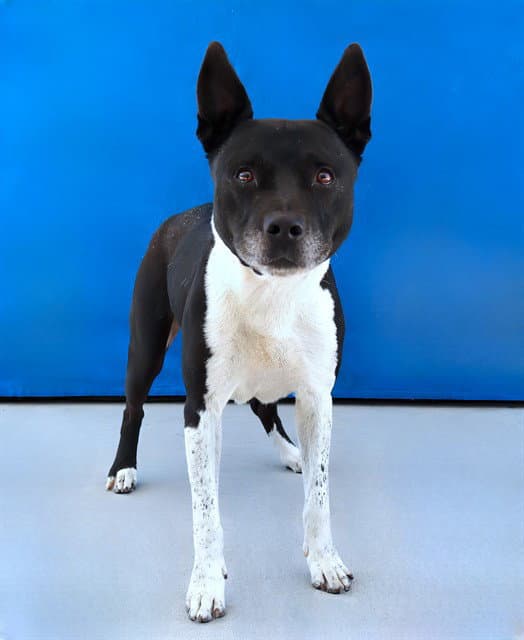 Unknown - Pit Bull Terrier