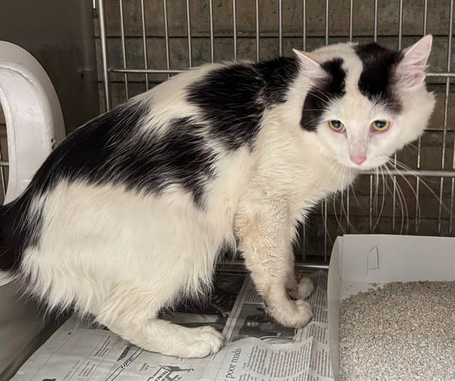 Unknown - Domestic Short Hair