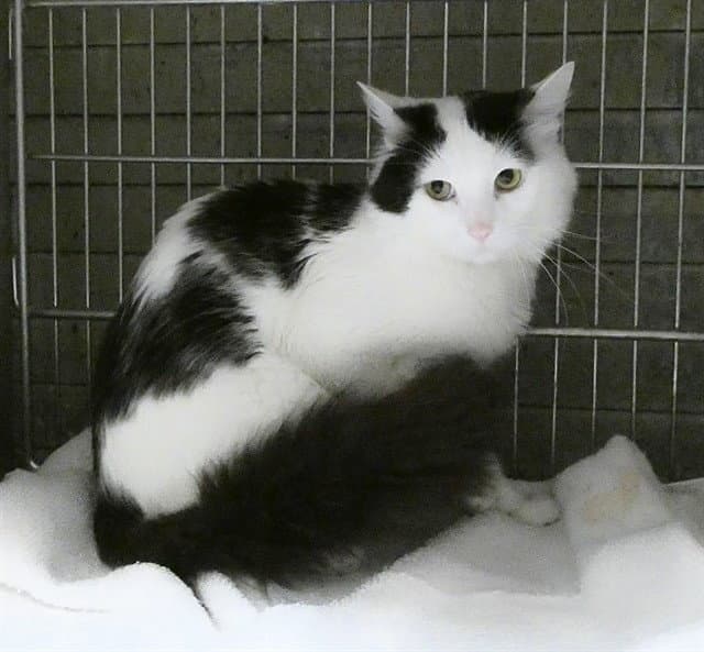 Unknown - Domestic Short Hair