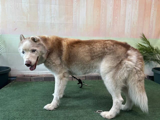 Hero - Siberian Husky