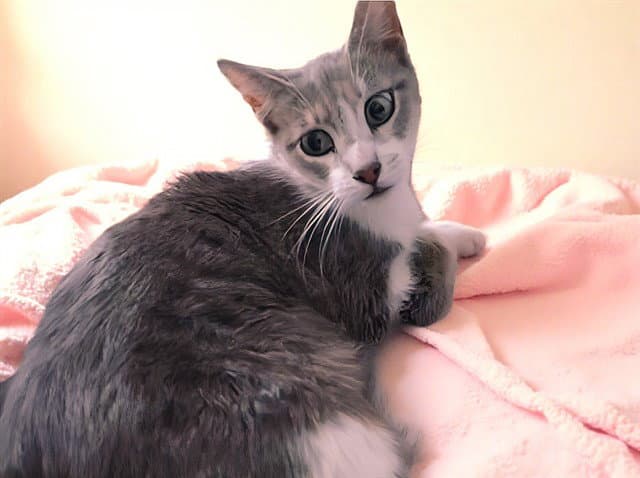 Chewie - Domestic Short Hair
