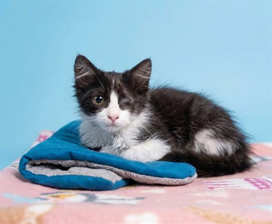 Pirata - Domestic Medium Hair