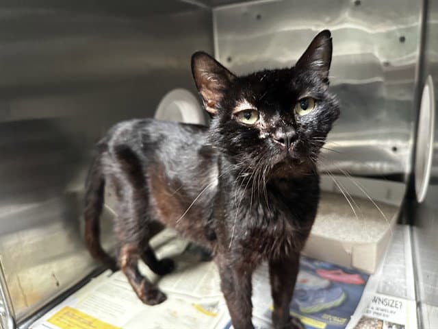 Unknown - Domestic Short Hair