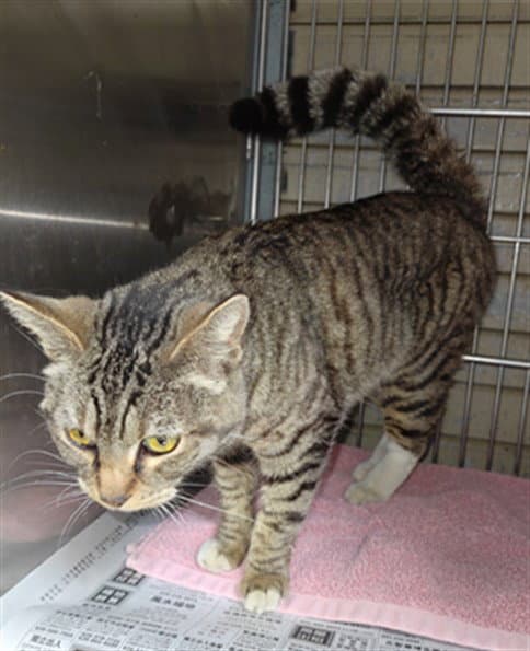 Cinder - Domestic Short Hair