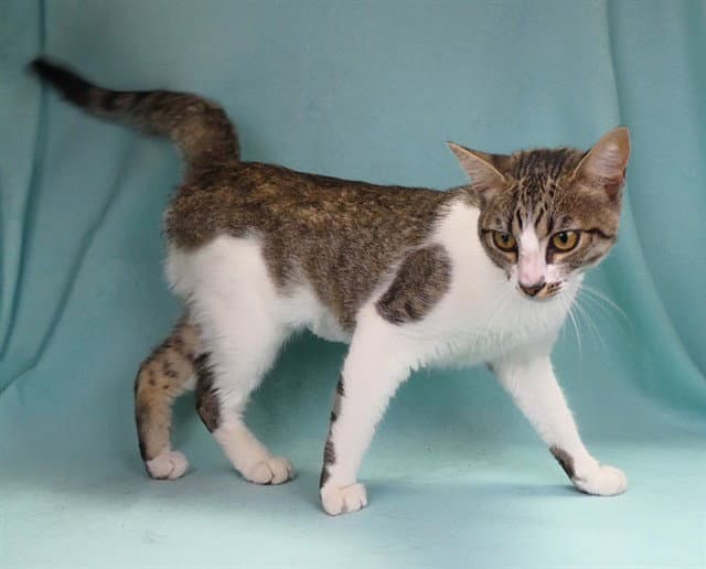 Mona - Domestic Medium Hair