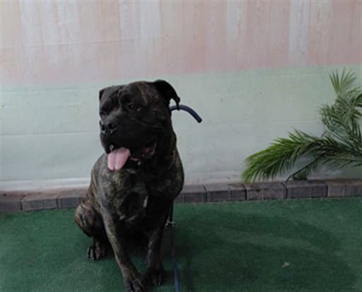 Mack - Mastiff