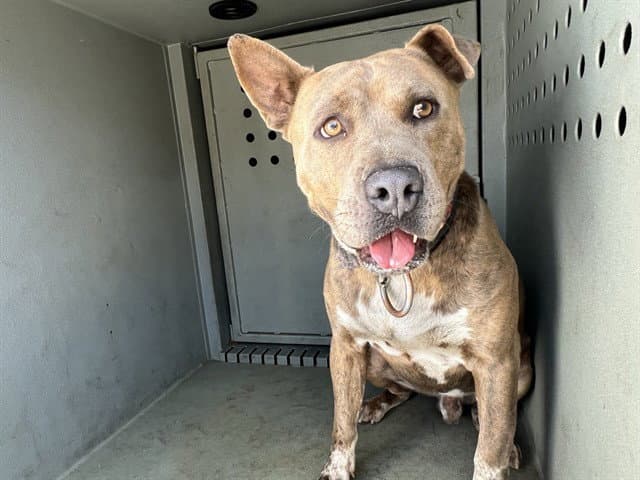 Scrappy - Pit Bull Terrier