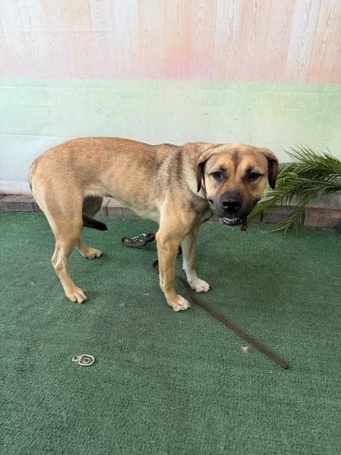 Unknown - Mastiff