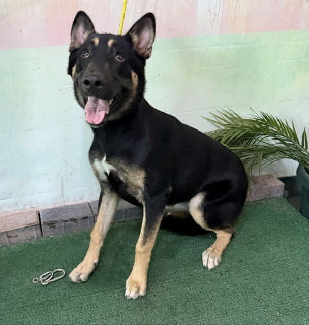 Unknown - German Shepherd Dog