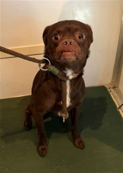 Teddy - Chihuahua