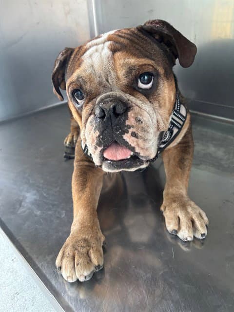 Kobe - English Bulldog