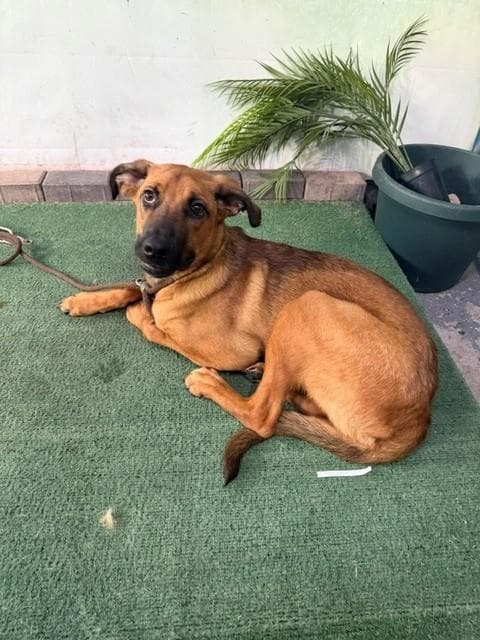 Rocky - German Shepherd Dog