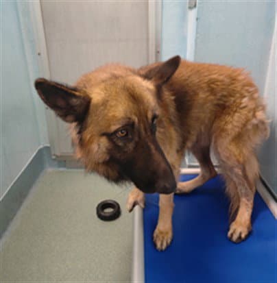 Unknown - German Shepherd Dog