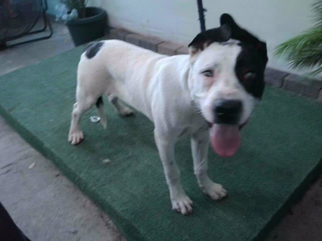 Billie - Pit Bull Terrier